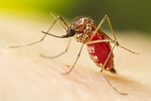 Canabidiol mata larvas do mosquito da dengue